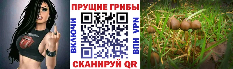 ссылка на мегу ссылка  Афипский  Псилоцибиновые грибы ЛСД  закладки 